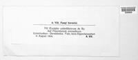 Erysiphe heraclei image